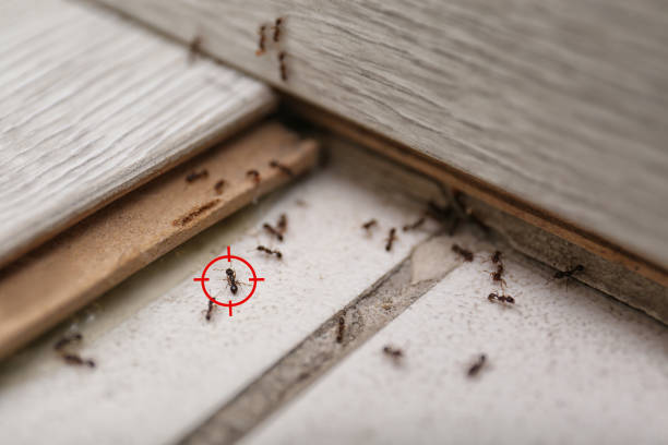 Best Bed Bug Extermination  in Merrill, WI